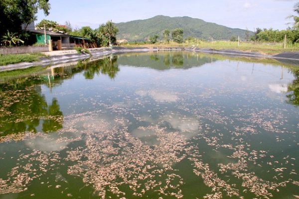 Cách xử lý khí độc trong ao nuôi tôm an toàn, tiết kiệm và hiệu quả?
